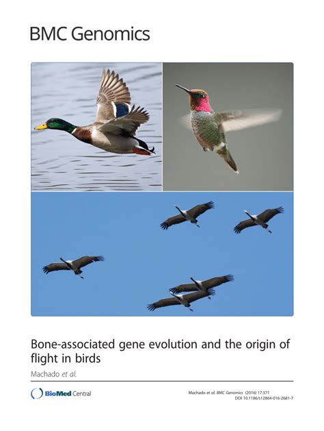 Pdf Bone Associated Gene Evolution And The Origin Of Flight In Birds