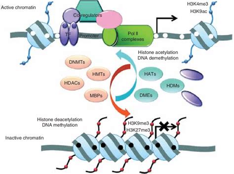 Epigenetic Mechanisms DNA Methylation And Posttranslational