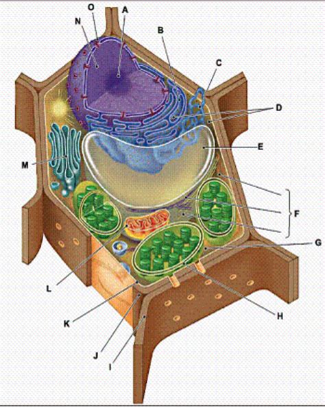 SCIENCE Plant Cell Diagram Diagram Quizlet