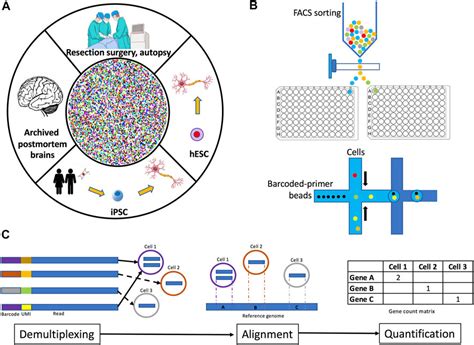 Frontiers Single Cell And Single Nuclei Rna Sequencing As Powerful Tools To Decipher Cellular