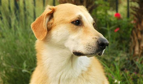 Chinook Lab Mix