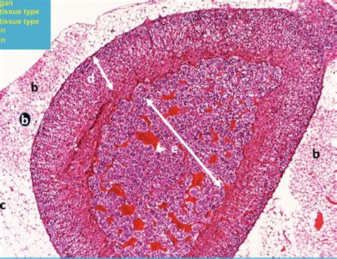 Block Histo Week Flashcards Quizlet