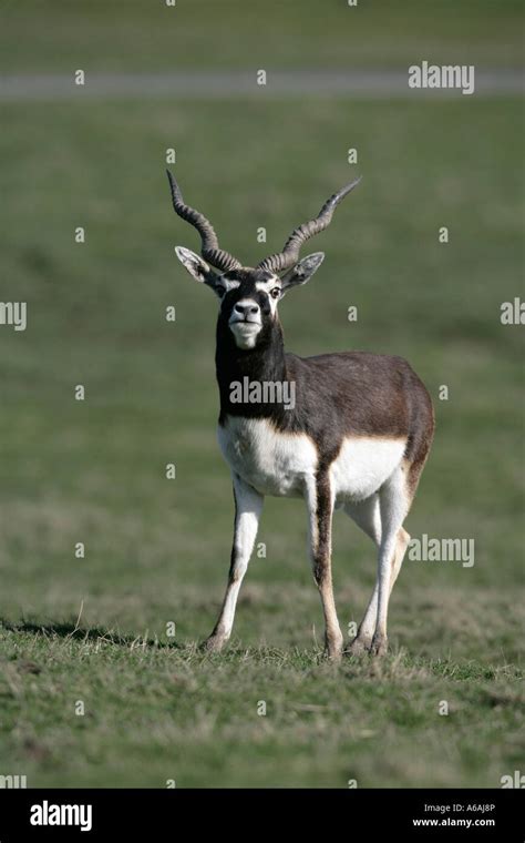 Blackbuck Antilope Cervicapra Male Stock Photo Alamy