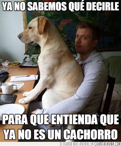 34318 El Típico Perro Que No Entiende Que Ha Crecido Perros