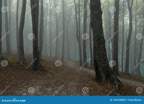 Dark Spooky Trail In Foggy Forest During Rainy Moody Day Stock Photo