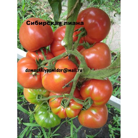 Сибирская лиана