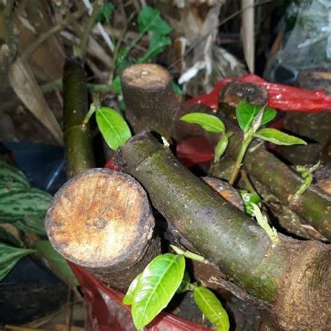 Jual Isi 5 Pohon Loa Bahan Bonsai Stek Batang Ficus Racemosa Shopee