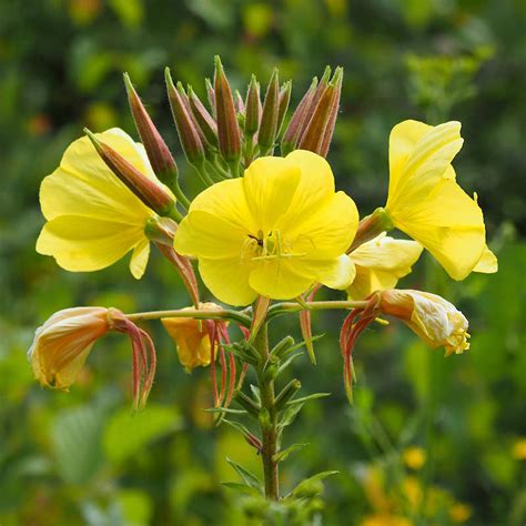 Oenothera Biennis Seeds Common Evening Primrose Seeds