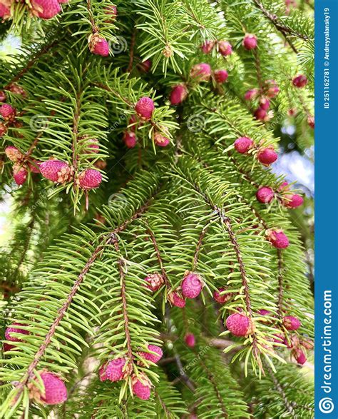 Blooming Tree Spruce Acrocona Picea Abies Acrocona Selective Focus