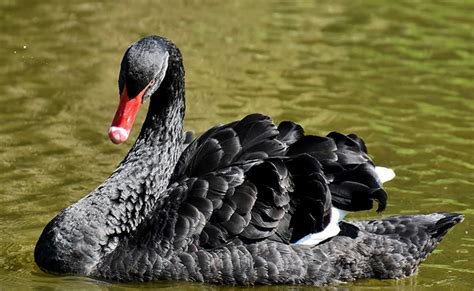 Le Cygne Noir Grand Et Bel Oiseau Au Bec Rouge