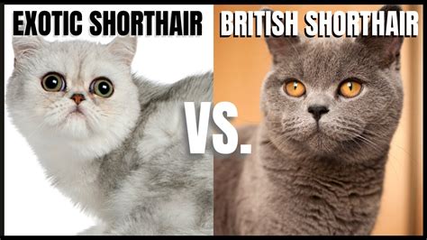 British Shorthair Vs Persian Sales Shop | www.pinnaxis.com