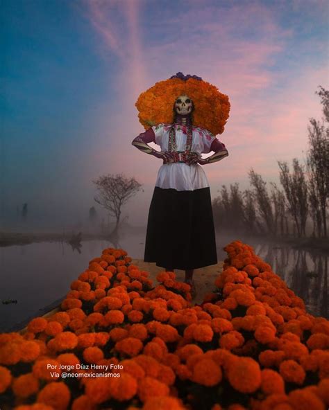 Cempasúchil la maravillosa flor y símbolo del Día de Muertos