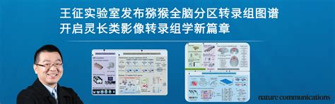 北京大学idg麦戈文脑科学研究所