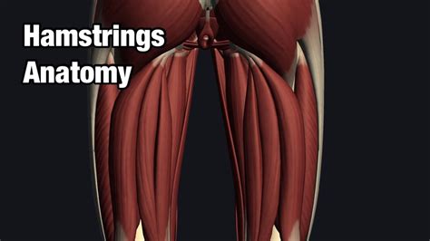 Anatomy And Function Of Hamstrings Youtube