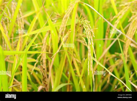 Mature Paddy Rice Field Before Harvest Mature Paddy Rice Growing In
