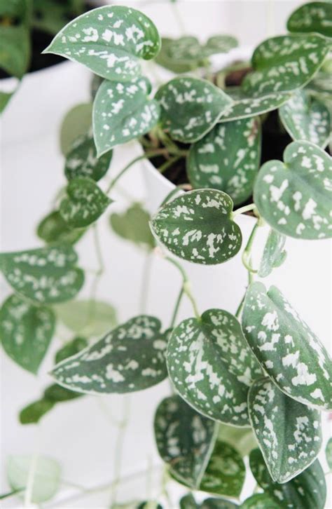 Scindapsus Silver Satin Pothos Low Light Houseplant Variegate Etsy Canada