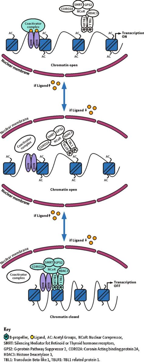 Schematic Model Of Transcriptional Regulation By The Smrt Nuclear