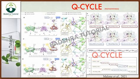 Mastering Photosynthesis Demystifying The Q Cycle Youtube