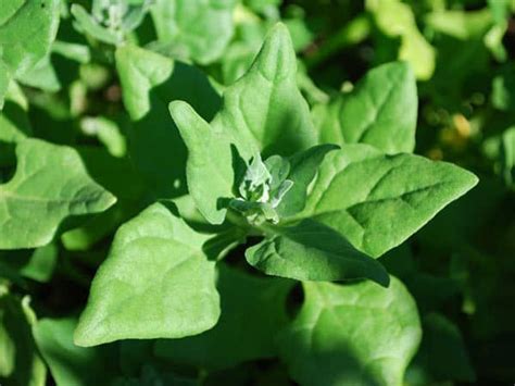 Grow New Zealand Spinach in Just few days | Spinach Guide