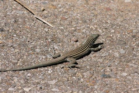 New Mexico Whiptail Alchetron The Free Social Encyclopedia