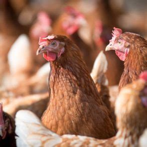 Oeufs Mous Causes Et Solutions Poulorama Tout Sur Les Poules