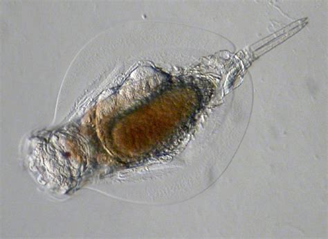 Rotifers of Germany and adjoining countries: Euchlanis triquetra ...