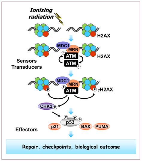 IJMS Free Full Text Ionizing Radiation Induced Responses In Human