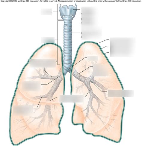 Lower Respiratory Tract Diagram Quizlet