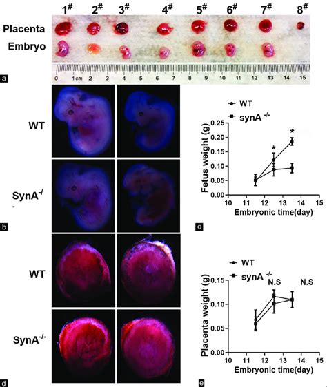 Syncytin A Knockout Led To Abnormal Embryonic Development And Placental