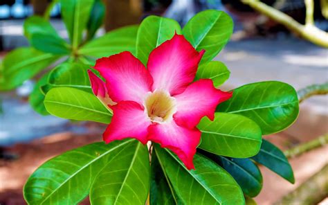 Impala Lily Flower Mac Wallpaper Download | AllMacWallpaper