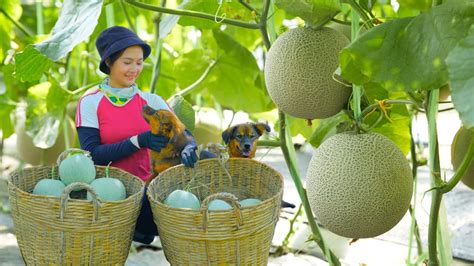 Harvesting Organic Melons Goes To Market Sell Cooking Farm Daily