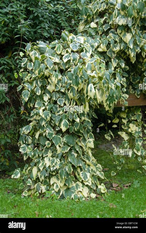 Persian Ivy Colchis Ivy Hedera Colchica Dentata Variegata Hedera