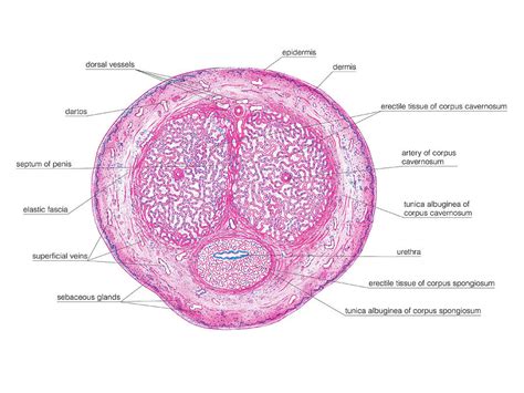 Male Genital System 2 Photograph By Asklepios Medical Atlas Fine Art