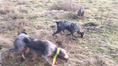 Chasse Du Sanglier au Chien Courant en Corrèze Griffon bleu et griffon