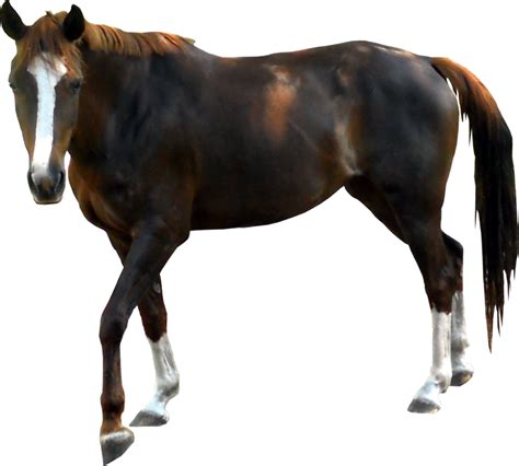 Horse Png Image