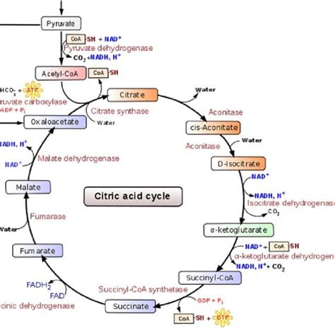 Overview Of The Krebs Cycle Taken From Wikipedia Download