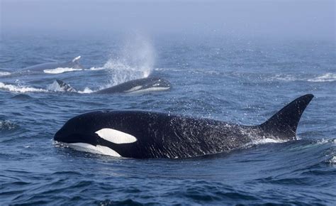 15 Orca Whales 2 Humpback Whales Spotted Fighting In Pacific Ocean