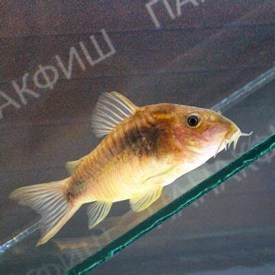 Коридорас золотистый купить