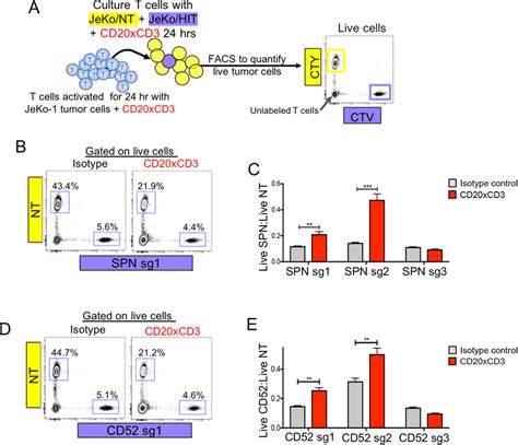 SPN And CD52 Modulate CD20xCD3 BsAb Efficacy In Vitro A