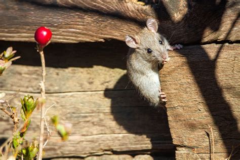 Palm Rats Floridas Citrus Tree Loving Pest Trutech Wildlife Service