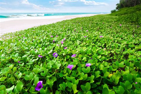 Plants On Tropical Beach Free Photo Download Freeimages