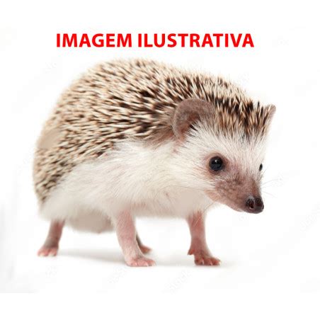 Ouriço Pigmeu Hedgehog AR141