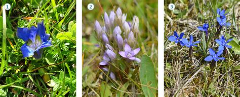 Enzian Gentiana Spp Ebw Oepul