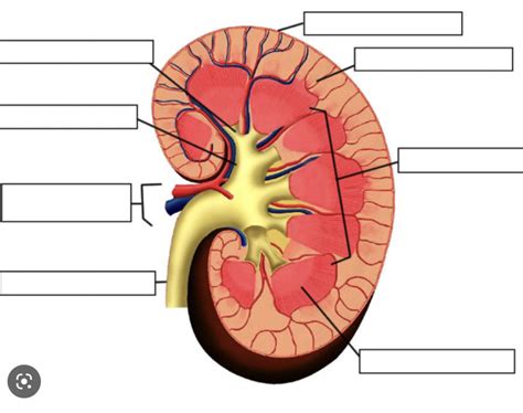 Digestive And Urinary Systems Exam 4 Diagram Quizlet