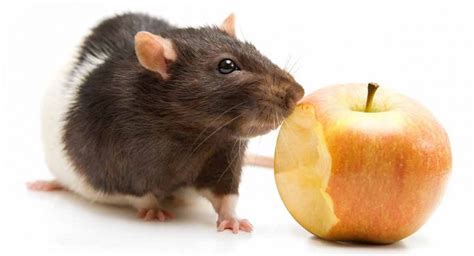 25 Safe Foods for Rats and 20 to Avoid As They Are Dangerous!