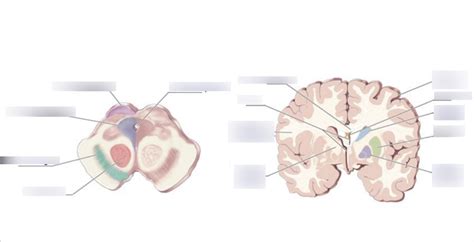 Neuroanatomy Quiz 7 Diagram Quizlet