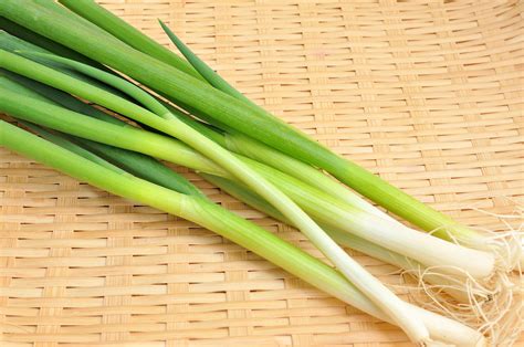 Sale 生産農家直送 京野菜 九条ねぎ 約4kg