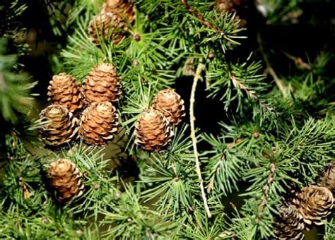 Types Of Evergreen Plants – Answers To All Types Of Questions | TypesOf.com