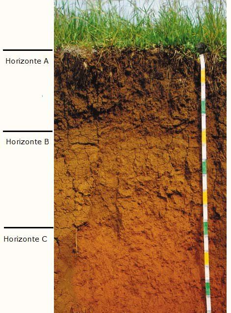 Perfil del suelo Horizontes A B y C Existen dos formas básicas para