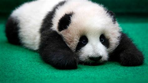 Video of Twin Panda Cubs at Toronto Zoo Is Cutest Thing on the Internet ...